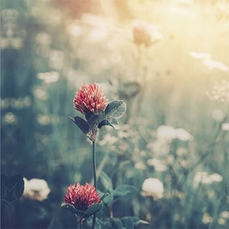 دانلود آهنگ رفیق روز سختیام علی رزاقی